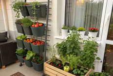 Bikin Rumah Jadi Makin Estetik, Ini 6 Tanaman Hias Hidroponik Minimalis yang Dipercaya Bawa Hoki dan Rezeki