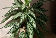 Penarik Kekayaan & Penangkal Energi Negatif, Ini 6 Tanaman Hias Outdoor Pembawa Keberuntungan Penghuni Rumah