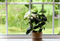 5 Tanaman Hias Indoor yang Bisa Redakan Stres dan Bikin Suasana Rumah Lebih Tenang juga Rileks