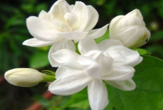 Buat Tidur Jadi Lebih Nyenyak, Berikut 3 Manfaat Menanam Tanaman Melati di Dalam Kamar 