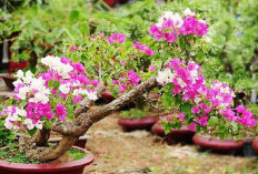 Bisa Jadi Peneduh, 6 Tanaman Hias yang Cocok Ditanam Depan Rumah, Bikin Halaman Lebih Menarik, Asri & Segar