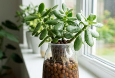 Ngga Banyak Makan Tempat, Ini Dia 6 Tanaman Hias Hidroponik Minimalis yang Bisa Percantik Area Indoor