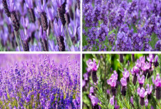 6 Jenis Tanaman Hias Penghasil Aroma Wangi Terbaik dan Tahan Lama, No 1 Bisa Usir Nyamuk dari Rumah!