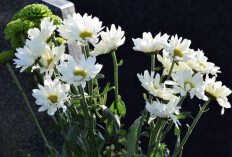 6 Plihan Tanaman Hias untuk Dekorasi Lebaran 2026, Cocok Dipajang di Ruang Tamu Bikin Interior Segar