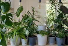 Penyerap Polutan dan Debu, Ini 7 Tanaman Hias Indoor yang Percantik Ruangan Sekaligus Bersihkan Udara