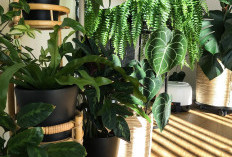 Udara Rumah Kotor? 5 Tanaman Ini Bisa Jadi Air Purifier Alami 