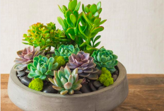 Cantik Tapi Berisiko! Ini 5 Tanaman Hias yang Kurang Cocok Diletakkan di Dalam Ruangan, Alasannya Bikin Kaget