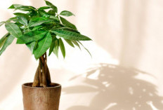 Simbol Keberuntungan & Kekayaan, Ini 5 Tanaman Hias Indoor Pembawa Rezeki yang Bikin Pemilik Rumah Banjir Hoki