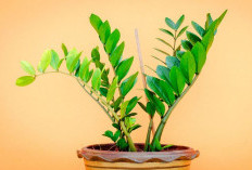 Pembawa Energi Positif & Rezeki, Ini 6 Pilihan Tanaman Hias Indoor Pembawa Keberuntungan di dalam Rumah