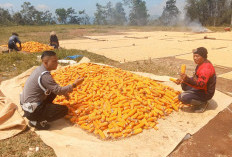 Majalengka Bidik Produksi Jagung 112 Ribu Ton pada 2026