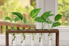 5 Tanaman Hias Hidroponik Terpopuler Berikut Ini Mudah Dirawat & Hemat Tempat, Cocok Untuk Dekorasi Minimalis