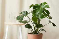 4 Tanaman Hias Indoor Minimalis yang Cocok Untuk Ruang Tamu, Bisa Menyaring Polusi & Rumah Jadi Asri