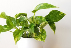 5 Tanaman Hias Pembawa Hoki di Depan Rumah, Dipercaya Bisa Menarik Rezeki Bagi Pemilik Hunian