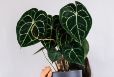 Tanam Dekat Pintu Bisa Mengundang Rezeki, Berikut 6 Tanaman Hias Outdoor Pembawa Keberuntungan Terpopuler