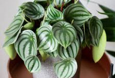 Pemula Harus Tahu! 6 Tanaman Indoor Minim Perawatan, Cocok untuk Dekorasi Rumah Estetik Tanpa Ribet