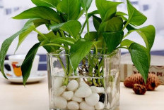 7 Tanaman Hias Hidroponik Indoor yang Estetik & Mudah Dirawat, Cocok untuk Dekorasi Rumah Minimalis