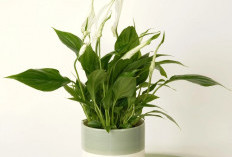 Bikin Suasana Rumah Damai & Harmonis, 5 Tanaman Hias Indoor Pembawa Energi Positif, Dekorasi Menyejukkan Mata