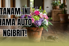 Wajib Punya! Ini Daftar 3 Tanaman Hias Pembawa Hoki Pengusir Hama di Rumah