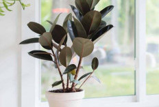 Bikin Rumah Nyaman & Perbanyak Rezeki, Berikut 6 Tanaman Pembawa Keberuntungan Cocok Untuk Dalam Rumah