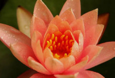 Cara Penempatan 10 Tanaman Hias Pembawa Keberuntungan Menurut Feng Shui Edisi Outdoor, yang Mudah Dirawat