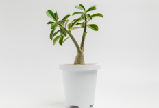 Bikin Rumah Lebih Beruntung, Ini 5 Tanaman Hias Pembawa Hoki yang Mudah Dirawat!