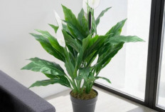 Minimal Punya 1 di Rumah! 6 Tanaman Hias Pembersih Udara untuk Dekorasi di Sudut Ruangan yang Penuh Manfaat