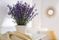 Bikin Tidur Nyenyak & Bebas Nyamuk, Ini 5 Tanaman Hias di Kamar Tidur, Visual Estetik & Aroma Menenangkan