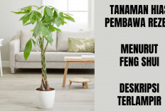 3 Tanaman Hias Pembawa Rezeki Untuk Tempat Usaha Menurut Feng Shui yang Wajib Kamu Miliki!
