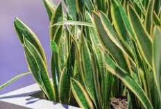 Percantik Halaman Rumah Tanpa Repot! Ini 6 Tanaman Hias Outdoor yang Mudah Dirawat & Tahan Banting