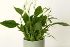 Bersihkan Udara di Rumah, Berikut 10 Tanaman Hias Pembersih Udara Anti Polutan yang Wajib Kamu Pelihara