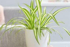 Bikin Rumah Makin Nyaman & Segar, Ini 5 Tanaman Hias Indoor Pembersih Udara yang Ideal untuk Dekorasi Estetik