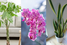 3 Rekomendasi Tanaman Hias Pembawa Rezeki Untuk Hiasi Rumahmu di Tahun Baru 2026