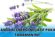 Rekomendasi 3 Tanaman Hias Outdoor Penangkal Energi Negatif, Bukan Sekedar 'Pemanis' Mata!