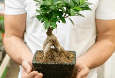 Bawa Keberuntungan Bagi Pemilik, Berikut 7 Tanaman Hias Pembawa Hoki yang Mudah di Rawat 
