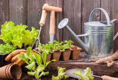 Stop Rawat Asal-Asalan! Begini 4 Cara Merawat Tanaman Pembawa Keberuntungan di Outdoor