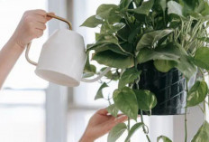 Rumah Adem dan Damai, Ini 5 Tanaman Hias Pembawa Energi Positif untuk Keberuntungan dan Kesehatan