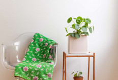 Dekorasi Gak Harus Mahal! Pakai 6 Tanaman Hias Indoor Estetik Ini, Bikin Tampilan Hunian Elegan dan Menarik