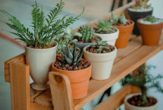 4 Tanaman Hias Favorit Depan Rumah yang Dipercaya Bawa Keberuntungan, Sarat Makna, Estetik dan Mudah Dirawat
