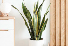 Belum Banyak yang Tahu! Ini 6 Tanaman Indoor Pembuang Sial dan Penarik Kekayaan, Cocok untuk Pemanis Ruangan