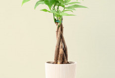 Bawa Nasib Baik di Tahun Baru, Ini Deretan Tanaman Hias yang Dipercaya Membawa Keberuntungan ke Rumah