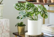 Mengundang Rezeki Masuk ke Rumah, Ini Dia 4 Tanaman Hias Pembawa Hoki untuk Diletakan di Ruang Tamu