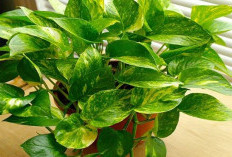 Bukan Sekedar Interior, 6 Tanaman Hias Pembawa Hoki ini Bisa Bawa Keberuntungan dan Membersihkan Udara Rumah