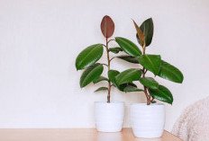 6 Tanaman Indoor Pembersih Udara di Kamar Tidur, Bantu Serap Debu dan Polusi Secara Alami