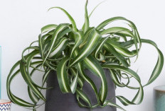 Saring Polusi & Cegah Kanker, 4 Jenis Tanaman Hias Hidroponik Penyaring Udara Ini Bikin Suasana Rumah Asri