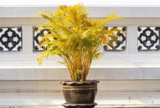 5 Tanaman Hias Pengusir Energi Negatif yang Dipercaya Membawa Keberuntungan & Rezeki ke Dalam Rumah