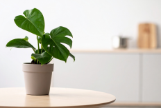 Udara Bersih Rezeki Mengalir! 7 Tanaman Hias Pembawa Keberuntungan yang Harus Punya