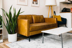 Percantik Sudut Ruangan, Ini 5 Tanaman Hias yang Cocok untuk Dekorasi Ruang Tamu, Punya Banyak Manfaat!