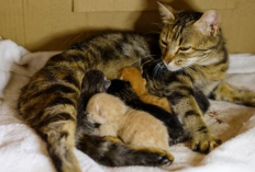 Dikaitkan dengan Keberuntungan dan Rezeki, Kucing Liar Melahirkan di Rumah Pertanda Apa Dalam Primbon Jawa?