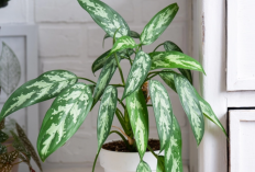 Disebutkan di Dalam Al Quran dan Hadist, 7 Tanaman Pembawa Rezeki Dalam Islam yang Bisa Dipajang di Rumah