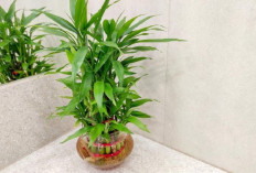 5 Lokasi Bambu Air di Rumah Menurut Feng Shui Beserta Penataan dan Perawatannya dari Timur sampai Sudut Tajam